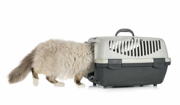 Quelle est l'efficacité des méthodes d'entraînement de la Boxe Birmane pour développer la ténacité mentale?